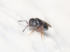Trissolcus