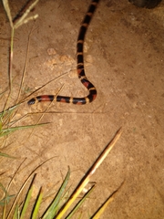 Lampropeltis abnorma