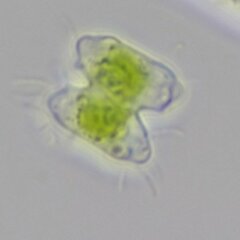 Desmidiaceae