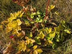 Ligusticum scothicum