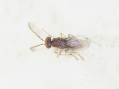 Encyrtidae