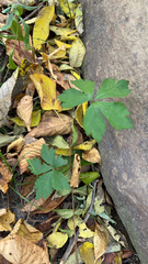 Sanicula canadensis