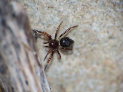 Euryopis episinoides