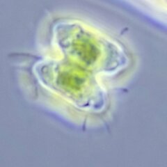 Desmidiaceae