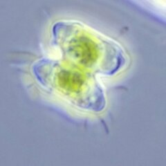 Desmidiaceae