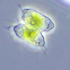 Desmidiaceae