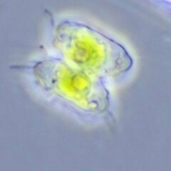 Desmidiaceae
