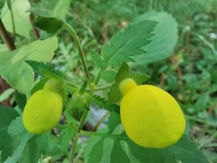 Calceolaria tripartita