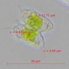 Desmidiaceae
