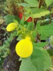 Calceolaria tripartita