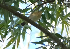 Phylloscopus collybita