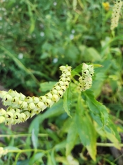 Physostegia virginiana