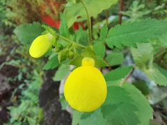 Calceolaria tripartita