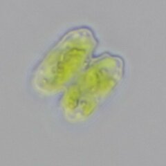 Desmidiaceae