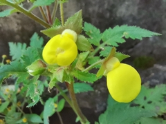 Calceolaria tripartita