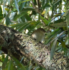 Phylloscopus collybita