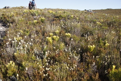 Syncarpha speciosissima