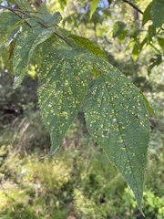 Pachypsylla