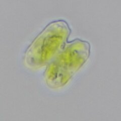 Desmidiaceae