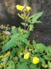 Calceolaria tripartita