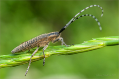 Agapanthia villosoviridescens