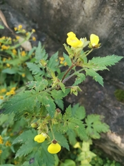 Calceolaria tripartita