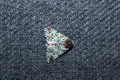 Harrisimemna trisignata