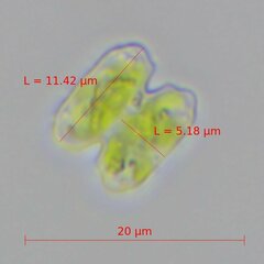 Desmidiaceae