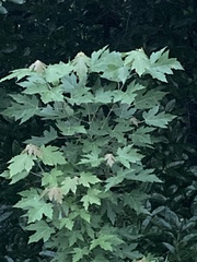 Acer