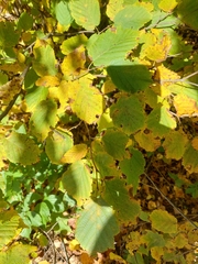 Corylus cornuta