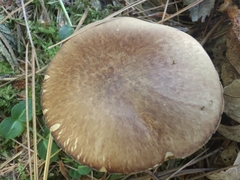 Suillus acidus