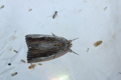 Catocala herodias gerhardi