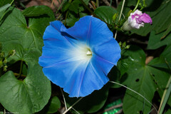 Ipomoea tricolor