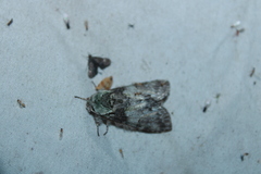Macrurocampa marthesia