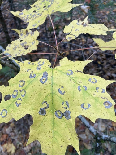 Maple Leafcutter Moth photo 5