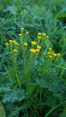 Jacobaea vulgaris dunensis