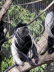 Colobus