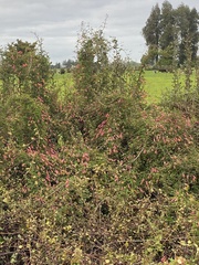 Tropaeolum pentaphyllum