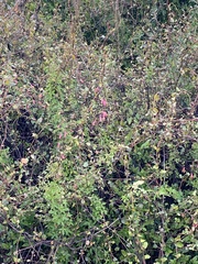 Tropaeolum pentaphyllum
