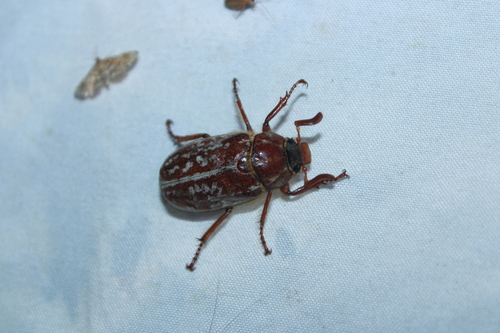 Variegated June Beetle photo 4