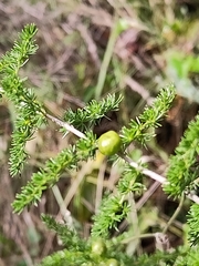 Asparagus acutifolius