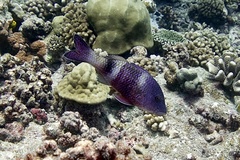 Parupeneus insularis