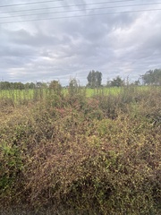 Tropaeolum pentaphyllum