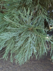 Sequoiadendron