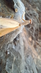 Mantis religiosa religiosa