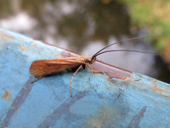 Anabolia furcata