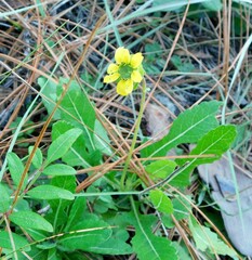 Berlandiera subacaulis