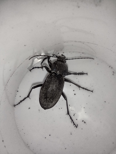 bystruška (Carabus)