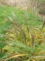 Miscanthus