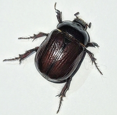 Cyphonistes vallatus